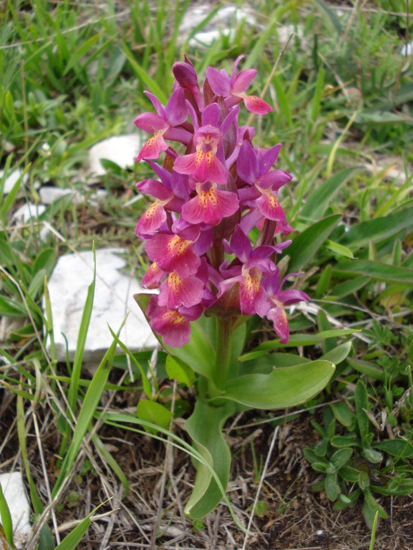 Dactylorhiza sambucina